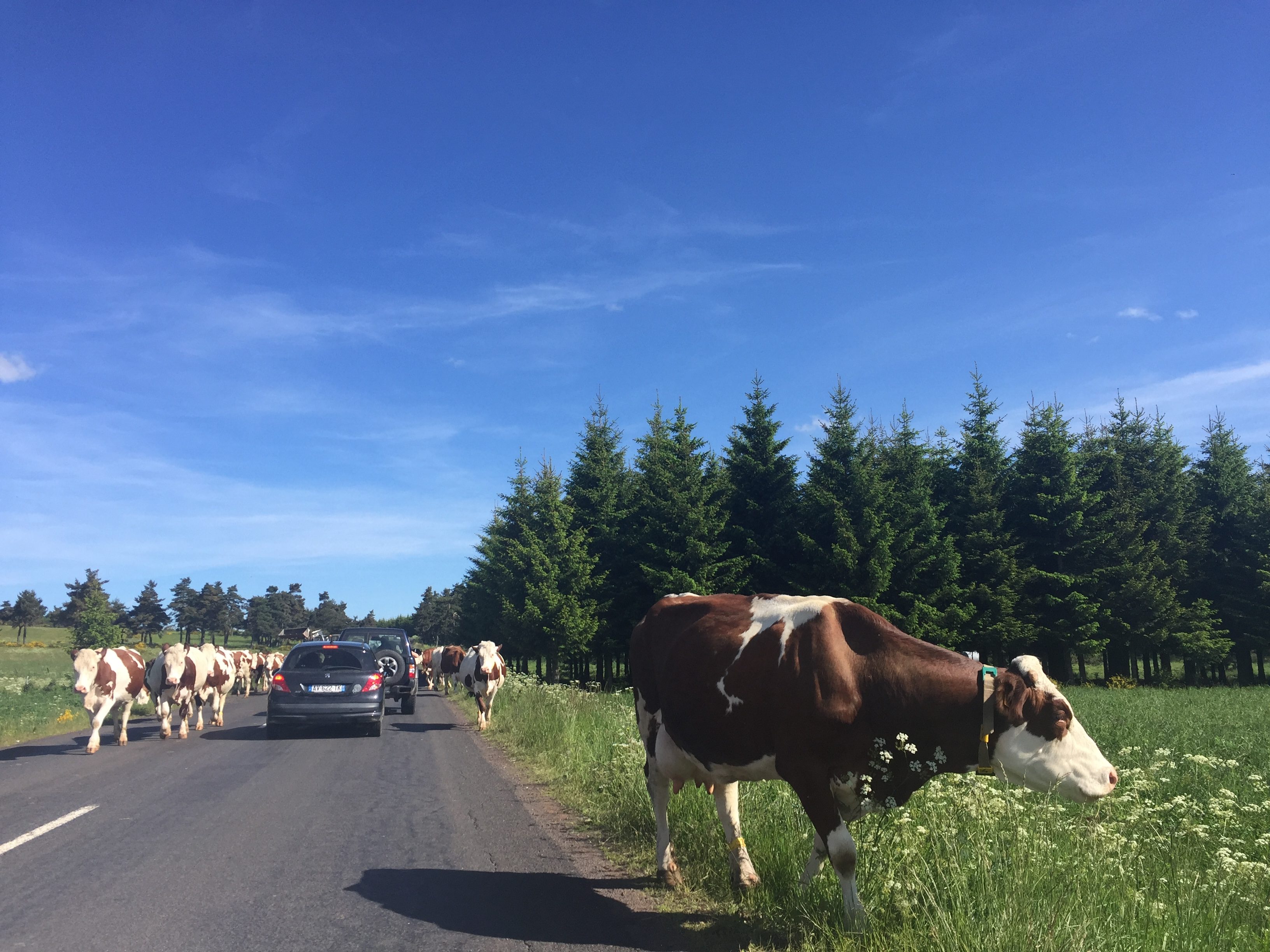 Soyez écolo, mangez de la viande ! – Le Point