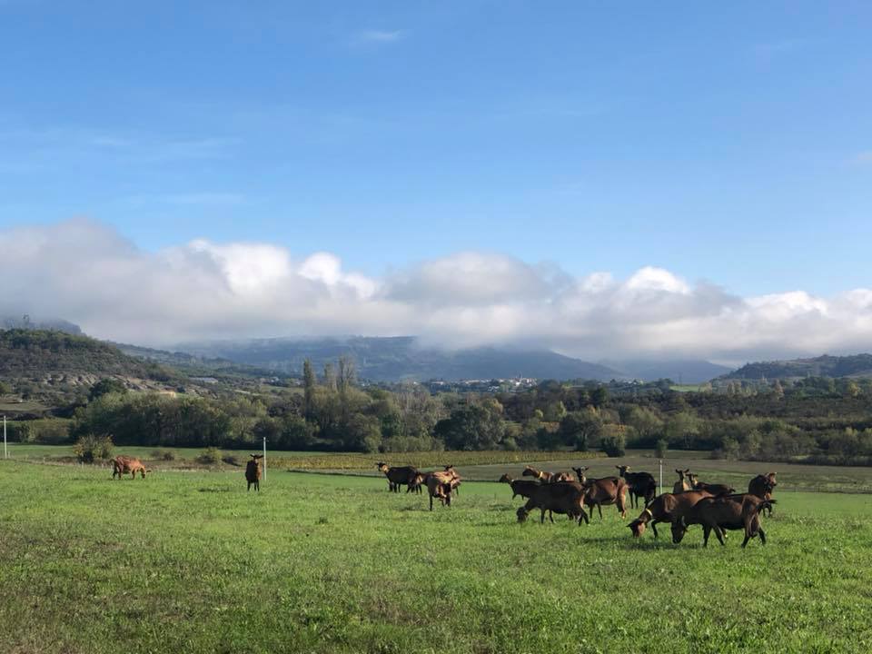 Sur le Coiron pour l’inauguration de la ferme expérimentale caprine au domaine du Pradel.