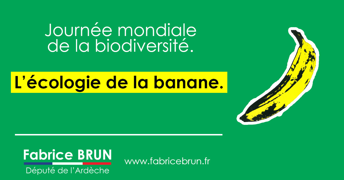 L’écologie de la banane.