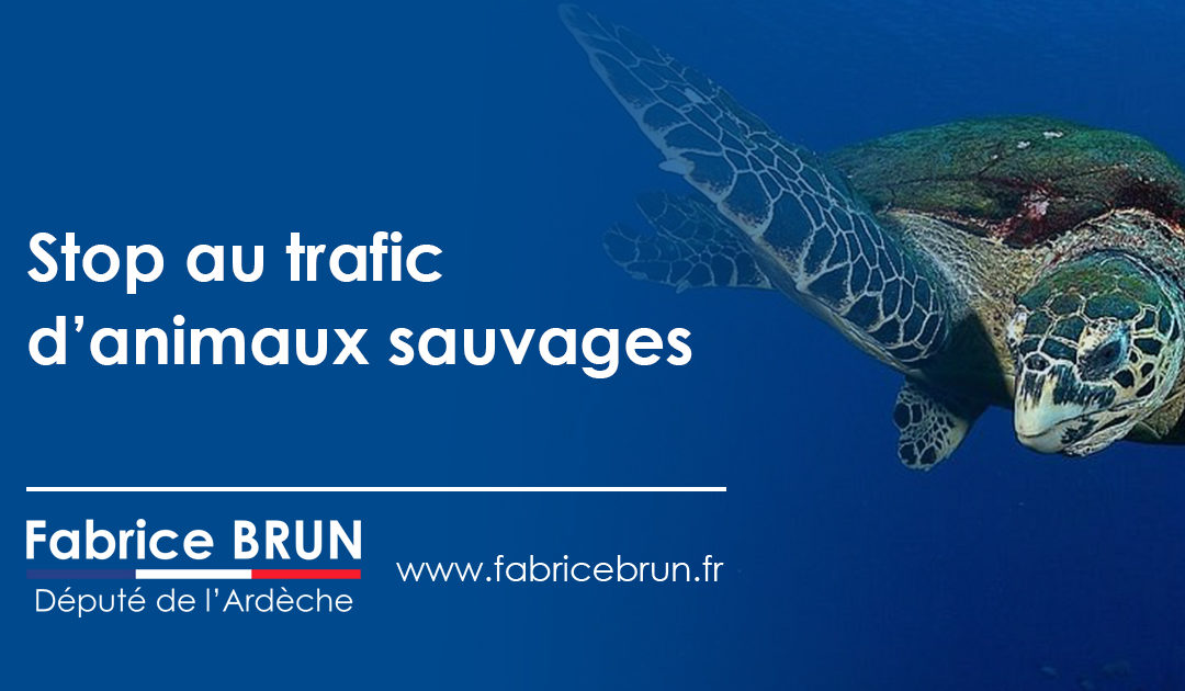 Stop au trafic d’animaux sauvages.