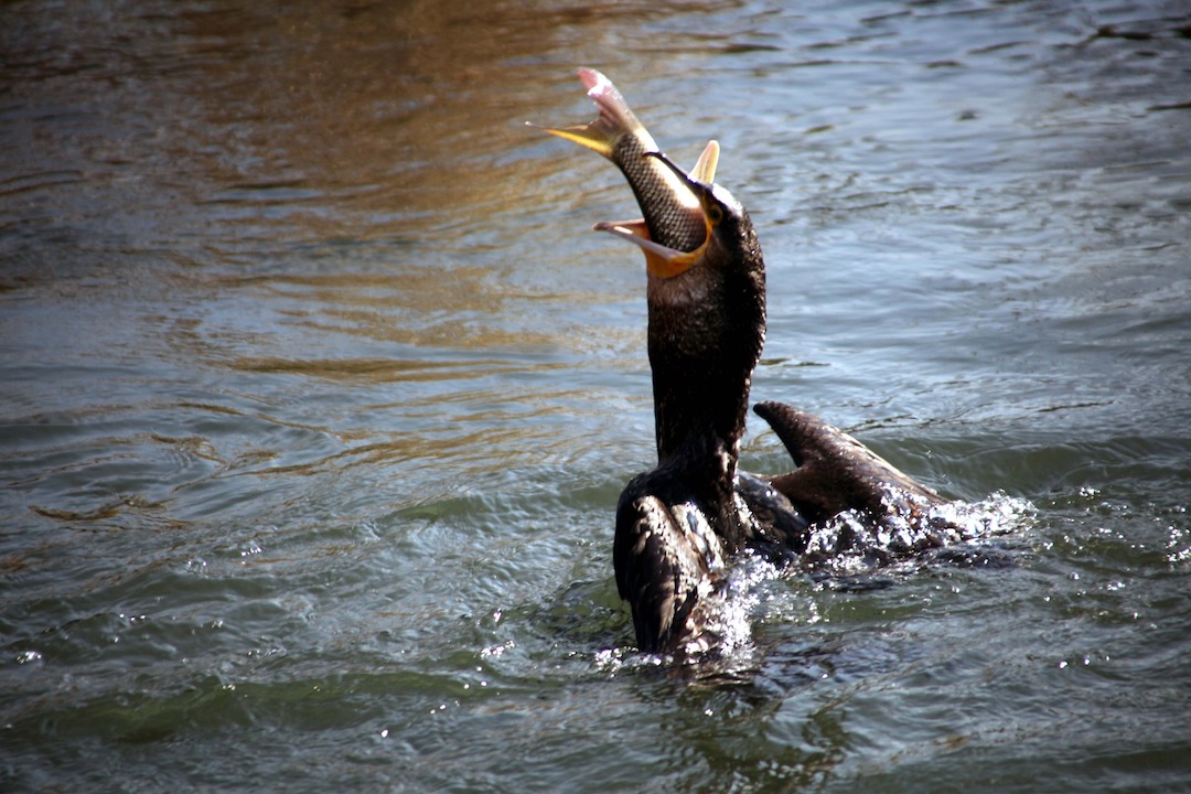 Dégâts du cormoran sur nos rivières : j’interpelle le Gouvernement