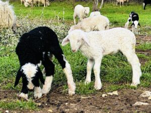 Une journée sur le terrain au contact des acteurs économiques