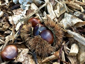 Une belle journée sous le signe de notre emblématique châtaigne