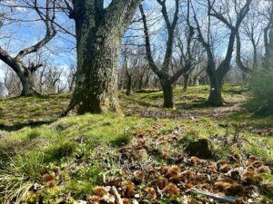 Une belle journée sous le signe de notre emblématique châtaigne