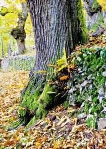 Une belle journée sous le signe de notre emblématique châtaigne