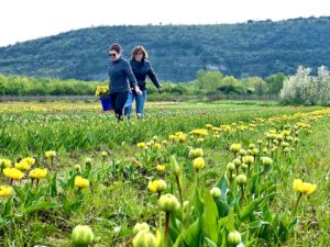 Opération 120 000 Tulipes contre le Cancer