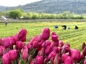 Opération 120 000 Tulipes contre le Cancer