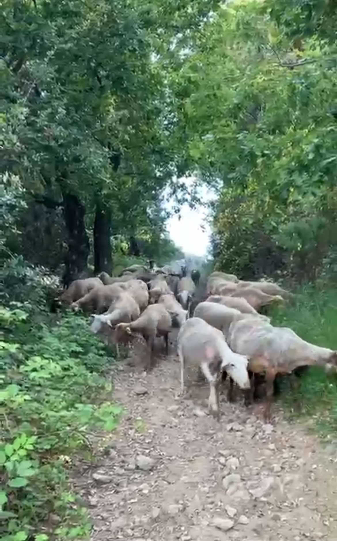 Fièvre Catarrhale Ovine, je saisis le Premier Ministre !