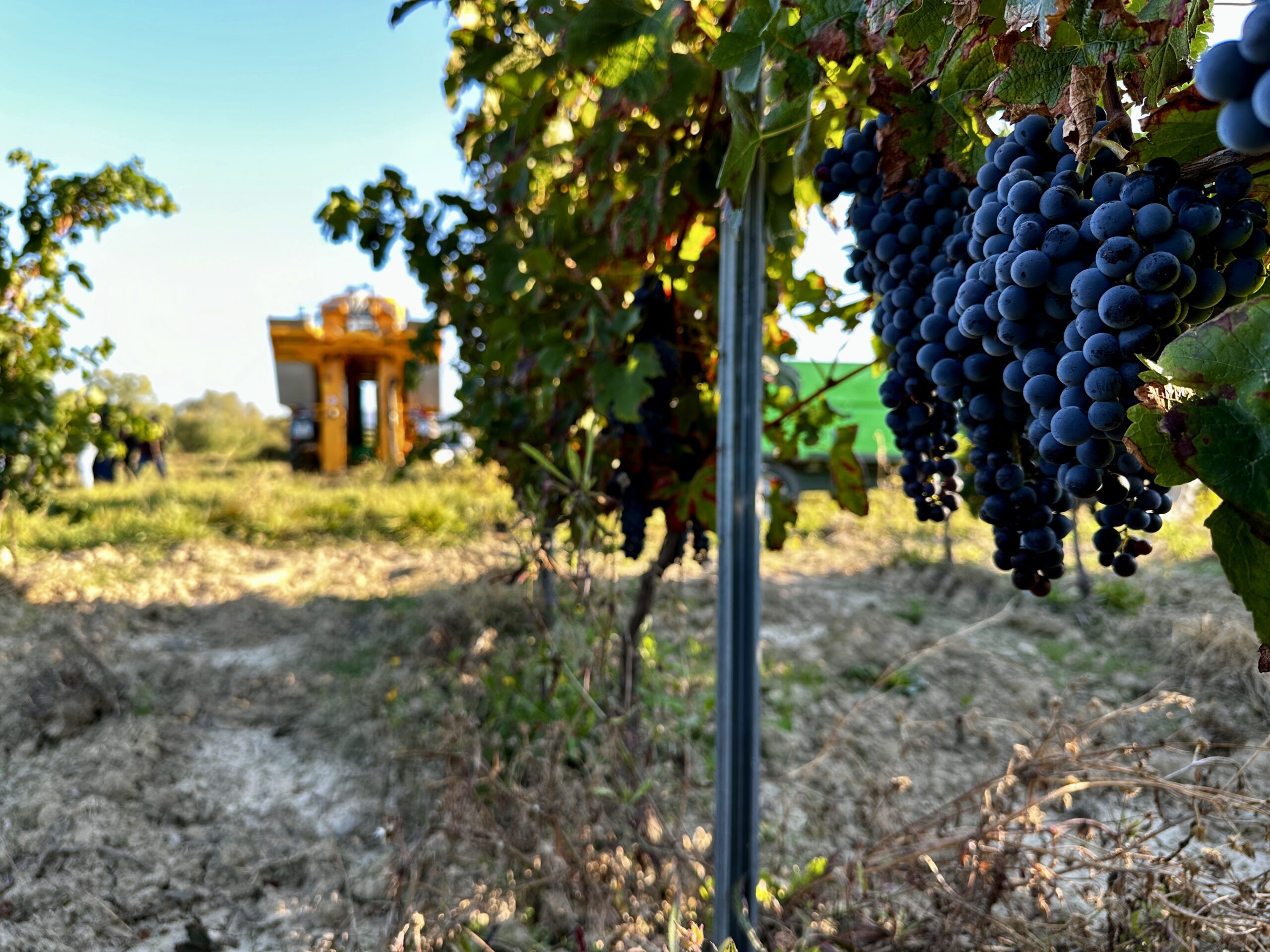 Sur le terrain aux côtés de nos vignerons pour les vendanges