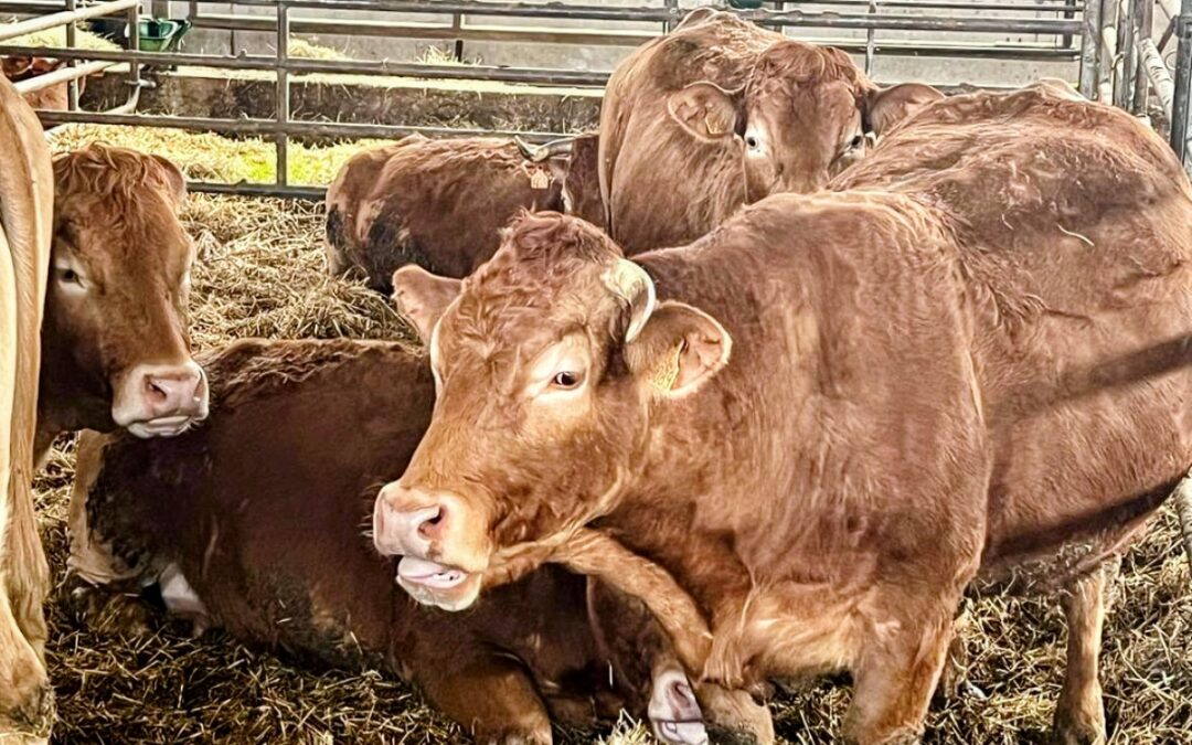 Le Boeuf des Prairies Fleuries, une viande goûteuse 100% Montagne Ardéchoise.