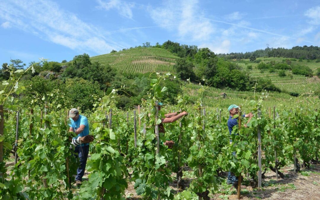 Droits de douane américains sur les vins français : l’UE doit muscler son jeu