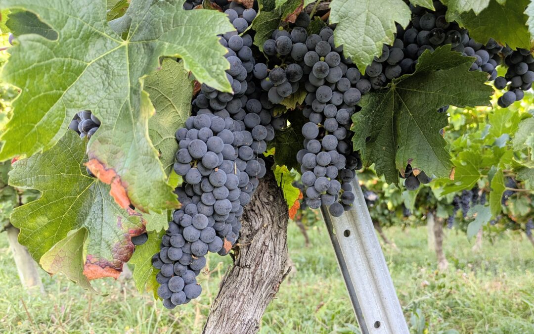 De bon matin au cœur des vendanges aux côtés de nos vignerons