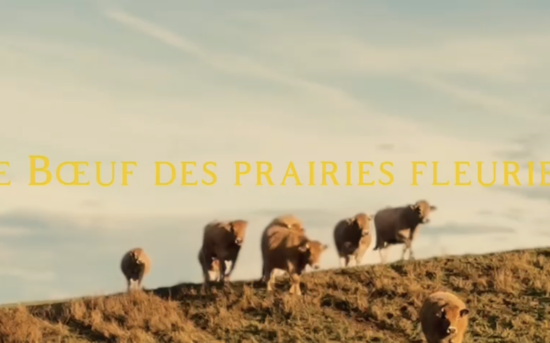 Au bonheur des vaches