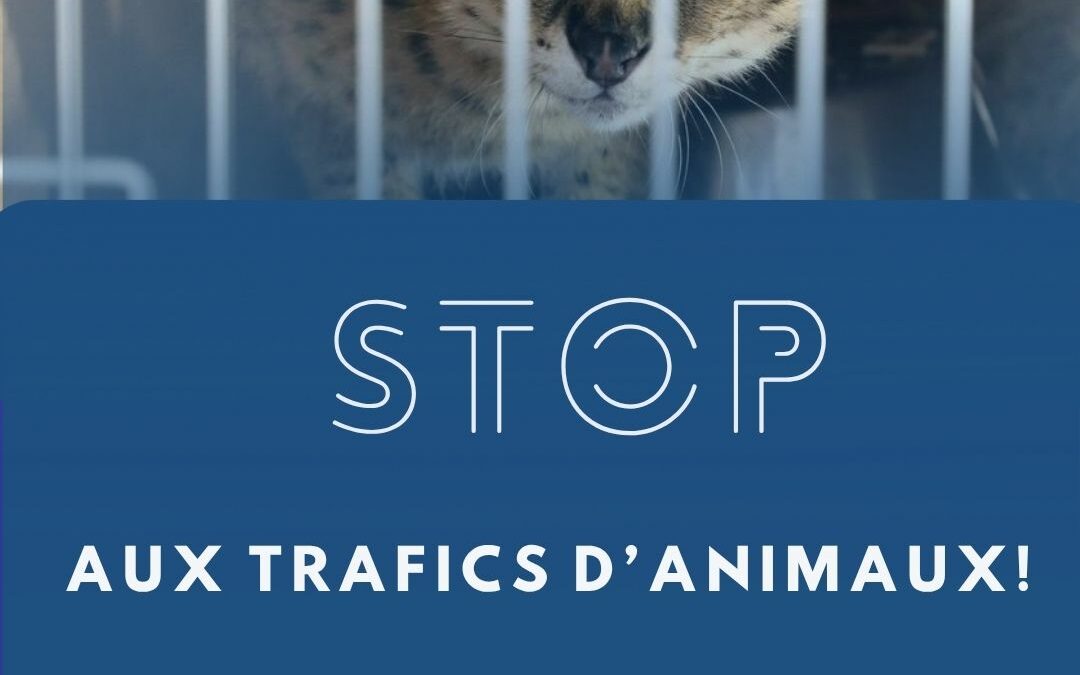 Stop aux trafics d&rsquo;animaux !